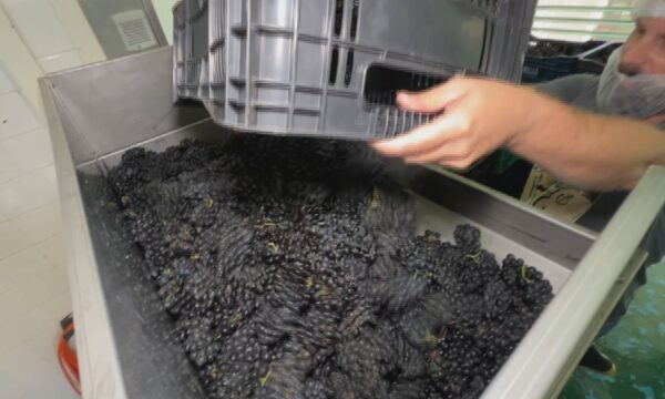 Parceria com escola italiana busca aprimorar produção de vinhos em Jundiaí
