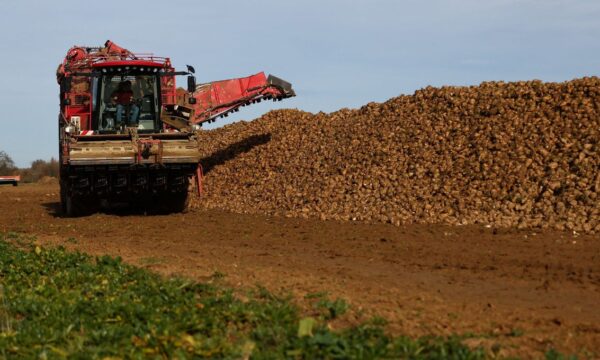 Tereos prevê produção de açúcar da UE no menor nível em 38 anos, em meio a clima adverso