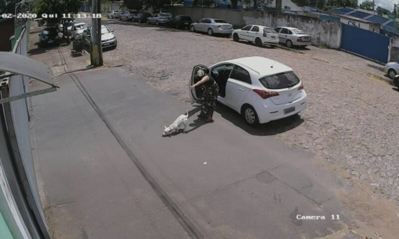 Abandono de animais com carro pode virar infração gravíssima e levar à perda da CNH por 18 meses