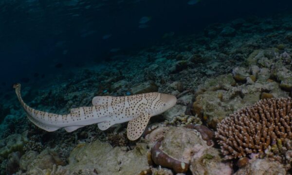 Tubarões ameaçados são criados por ‘babás’ antes de voltar ao oceano