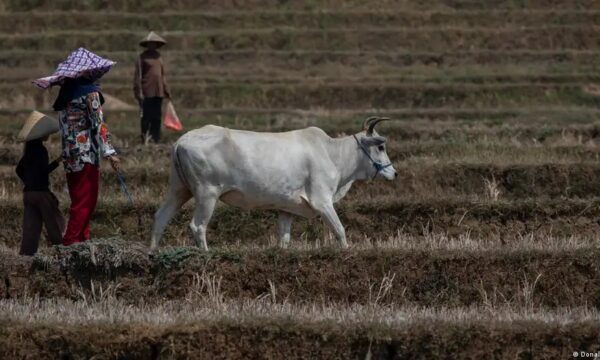 Clima e escassez alimentar elevam risco de guerras no mundo