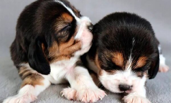 Fim da alergia a cães? Startup cria primeiros filhotes ‘hipoalergênico