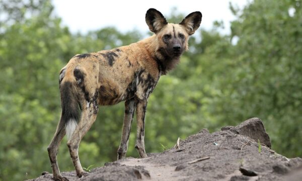 Cães-selvagens vivem ‘odisseia’ percorrem 4 mil km e quebram recorde e
