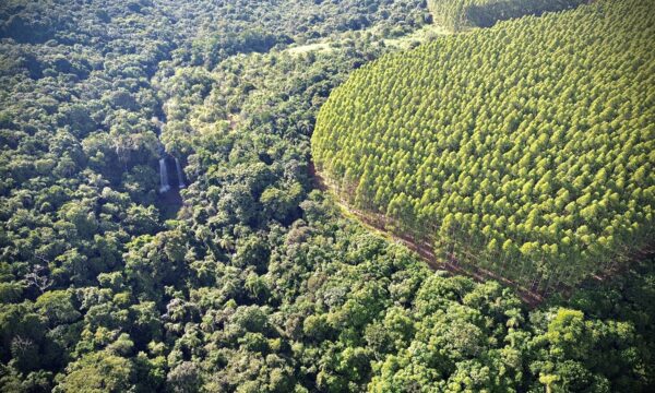 Eucatex incorpora risco climático à estratégia e investe R$ 410 milhõe