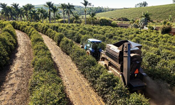 Café brasileiro muda o tom: safra maior começa a esfriar preços após alta