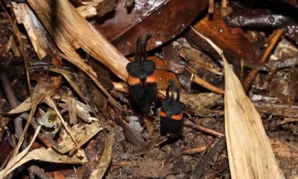 ‘Flor do diabo’: cientistas descobrem planta com ‘olhos’ e ‘chifres’ e