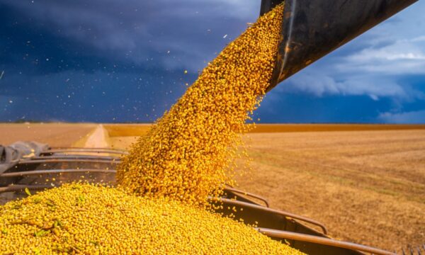 Sinergia e agro: os planos do Grupo Way para os próximos leilões de ro