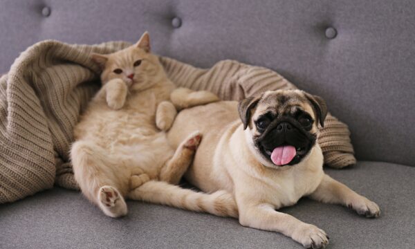 50 nomes para cachorros e gatos fêmea: veja opções criativas e fofas