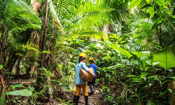 Reino Unido anuncia 400 milhões de libras em Fundo para Florestas Tropicais