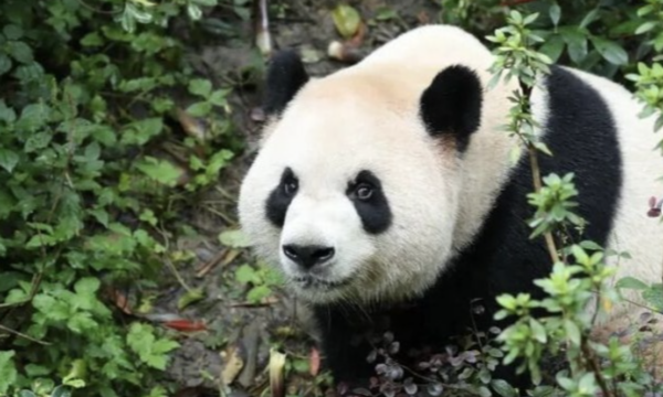 China envia pandas-gigantes aos EUA após encontro entre Xi Jinping e Donald Trump