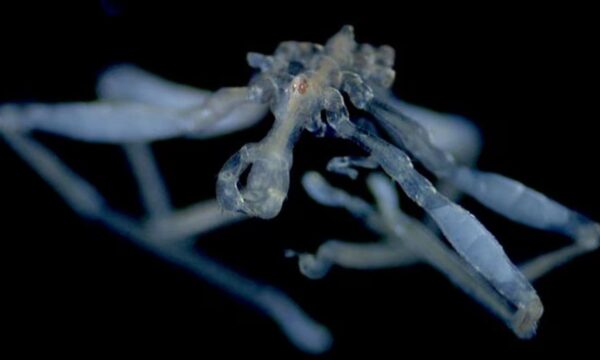 Pernas peludas, 3 lábios e olhos vermelhos: nova ‘aranha-do-mar’ é des