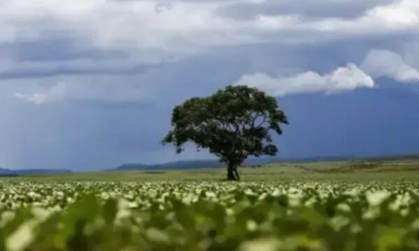 Há 200 anos, esta árvore foi plantada para salvar pessoas da fome. Hoje, ameaça florestas inteiras