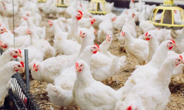 União Europeia avança em negociação e abre caminho para volta do frango brasileiro