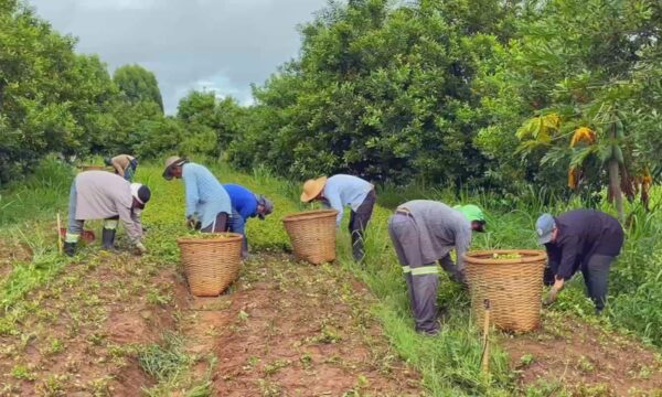 Produtores do interior de SP aumentam renda com consórcio de culturas