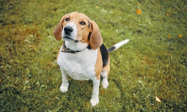 Cães sob medida? Startup edita DNA de beagles para tentar evitar alerg