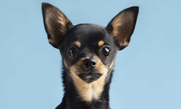Chihuahua tem DNA de coiote? Estudo revela origem surpreendente da raça