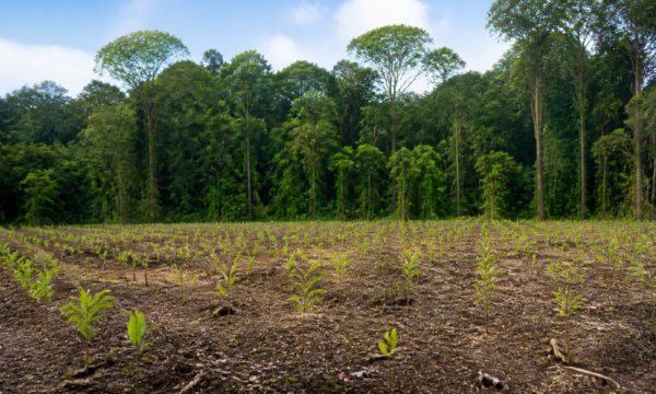 BNDES aprova R$ 200 milhões para restaurar 7,2 mil hectares na Amazônia