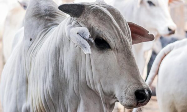 El Niño afeta oferta de gado e pode dar sustentação aos preços do boi, aponta Datagro