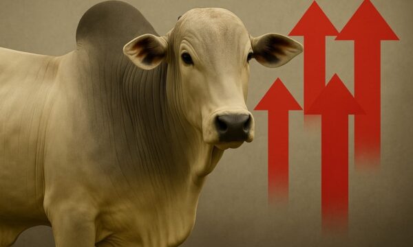 Arroba do boi continua em disparada: veja como o mercado encerrou a semana