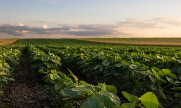 BrasilAgro (AGRO3): Itaú BBA corta preço-alvo mesmo com melhora para commodities e vendas de fazendas; entenda