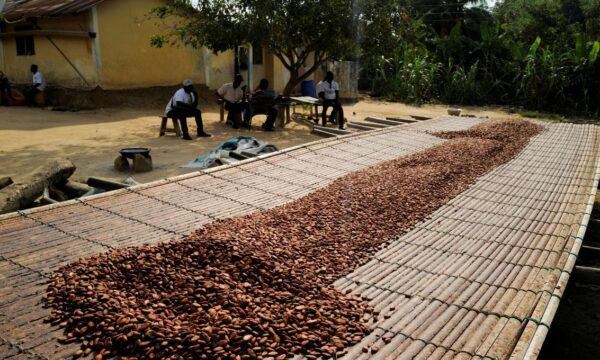 Cacau acumula queda de 11% na semana em Nova York; açúcar tem a menor