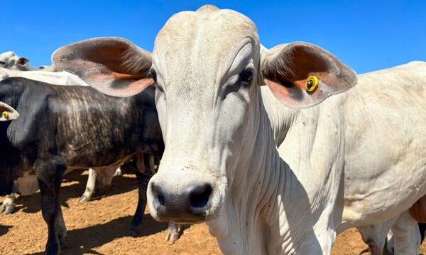 Argentina deve ampliar embarques de carne bovina à China no vácuo do Brasil