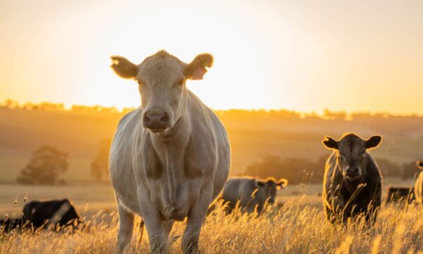 Ministros do Mercosul fracassam em acordo de divisão da cota de carne