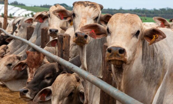Setor de carne do Brasil segue trabalhando para reabilitar exportações