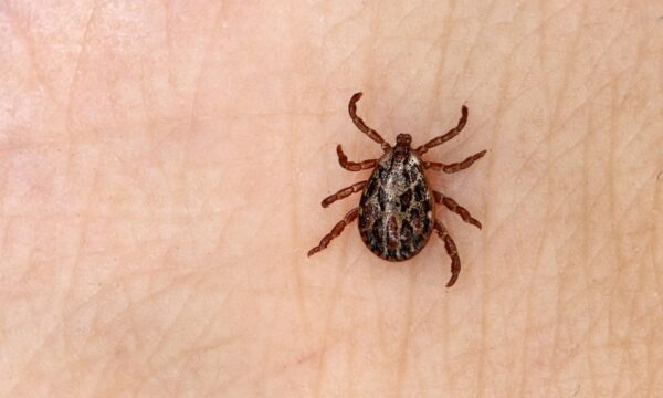 Novo vírus de carrapato é descoberto após casos misteriosos de febre na China