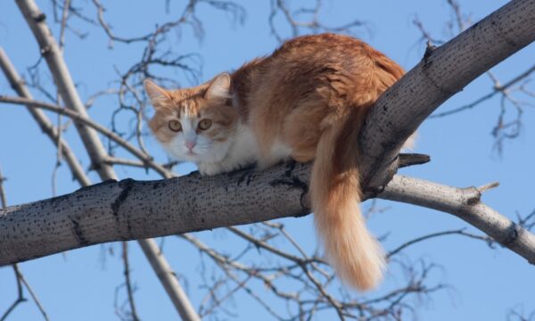 Por que gatos podem se machucar menos em quedas mais altas? A ciência
