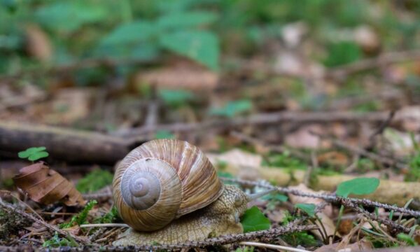 Descoberta de caracóis com proteção incomum alerta para biodiversidade ameaçada em Montenegro