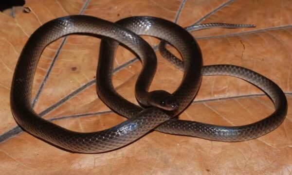 Cientistas descobrem nova cobra e fazem homenagem inusitada à lenda do