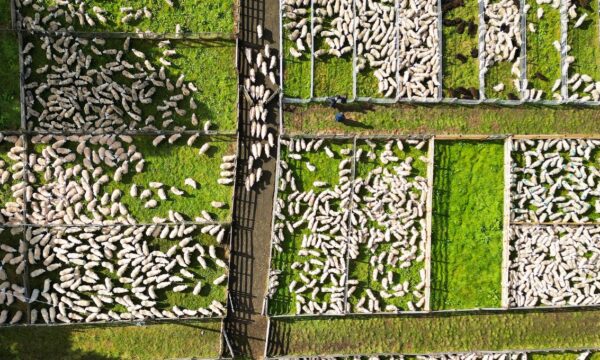 Crédito rural em alerta: operações problemáticas atingem recorde de R$ 207 bilhões e já representam 23,5% da carteira