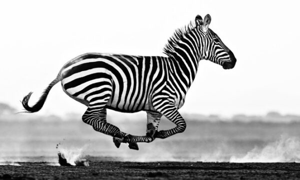 Por que as zebras não têm burnout?