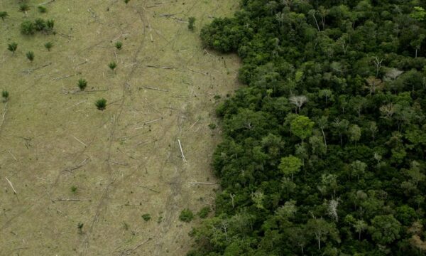 Amazônia tem 1,79 milhão de hectares em terras indígenas com potencial de restauração