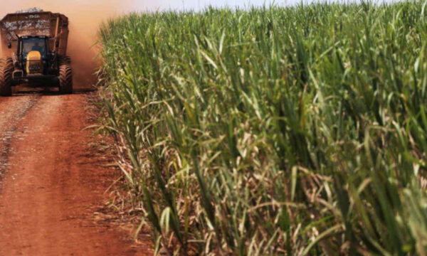 Goldman Sachs vê risco de fortes altas para commodities agrícolas diante de 3 ameaças globais