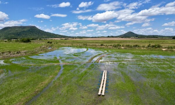 Google aposta em lavouras de arroz do RS para combater mudanças climáticas e testar modelo de descarbonização