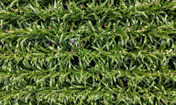 Seca freia corrida dos agricultores europeus em direção ao plantio de