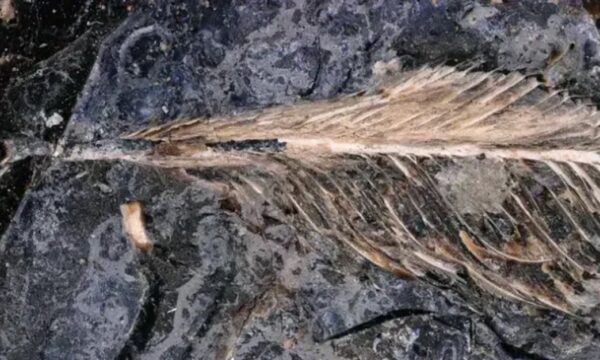 Pena em fezes de dinossauro pode explicar como aves sobreviveram à ext