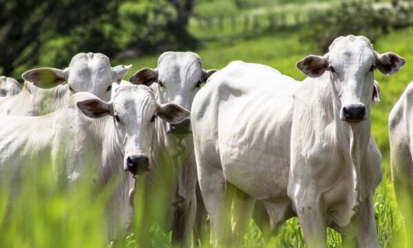 Brasil deve exportar mais carne em 2027 — e o avanço não virá da China