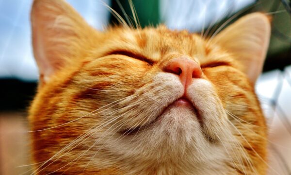 Como gatos domésticos podem ajudar a tratar o câncer em humanos