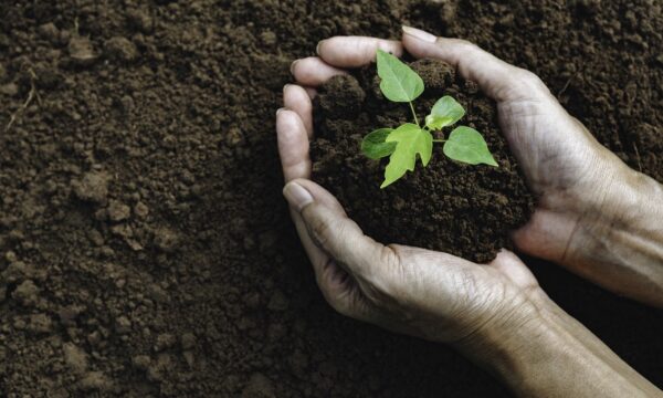 Como mexer na terra pode afetar a microbiota e a imunidade, segundo estudos