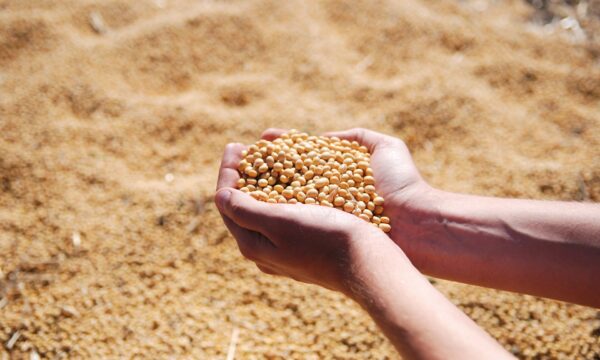 Produtor segura a soja, mercado freia e preços têm movimentos distintos; confira as cotações