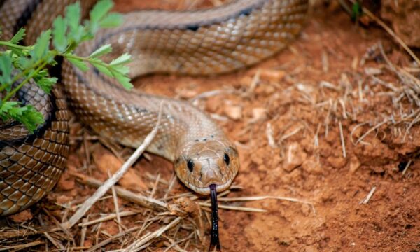 Picada de cobra pode aumentar o risco de AVC — e cientistas investigam o motivo