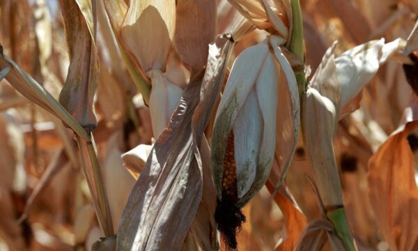 Safras de milho e beterraba da França devem ser as menores em quase 50 anos