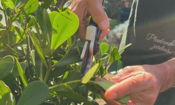 Clube de jardinagem do Jardim Botânico de Sorocaba oferece aulas gratuitas de poda e cultivo
