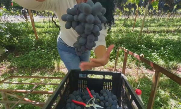 Uva núbia ganha espaço em Jales com alta produtividade e resistência ao clima