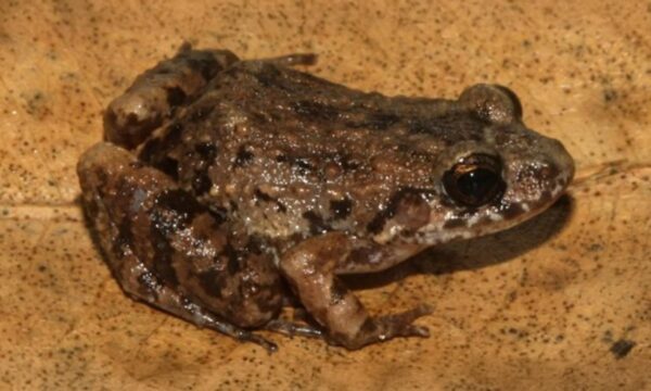 Nova espécie de rã é descoberta em floresta alagada da Amazônia