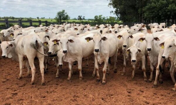 Preços do boi gordo continuam trajetória de alta; veja as cotações