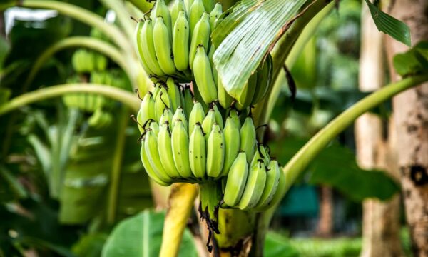 ‘Árvore contra a fome’ pode alimentar milhões no mundo. Mas por que qu